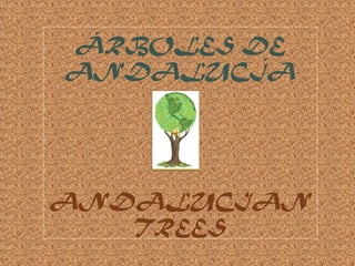 ÁRBOLES DE
ANDALUCÍA
ANDALUCIAN
TREES
 