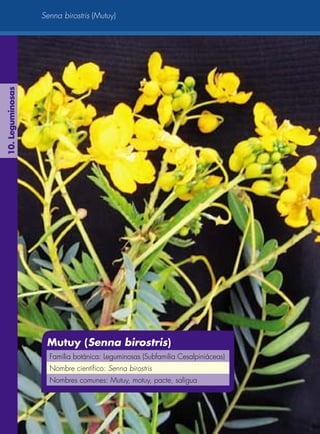 Arboles de los ecosistemas forestales andinos | PDF