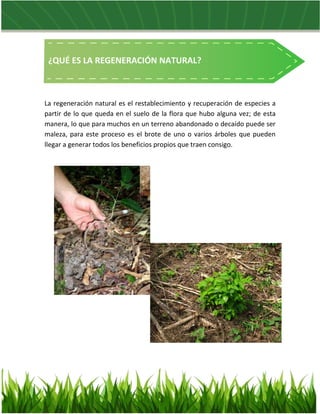 La regeneración natural es el restablecimiento y recuperación de especies a
partir de lo que queda en el suelo de la flora...