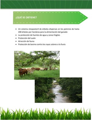  Un sistema silvopastoril de árboles dispersos en los potreros de hasta
200 árboles por hectárea para la alimentación del...