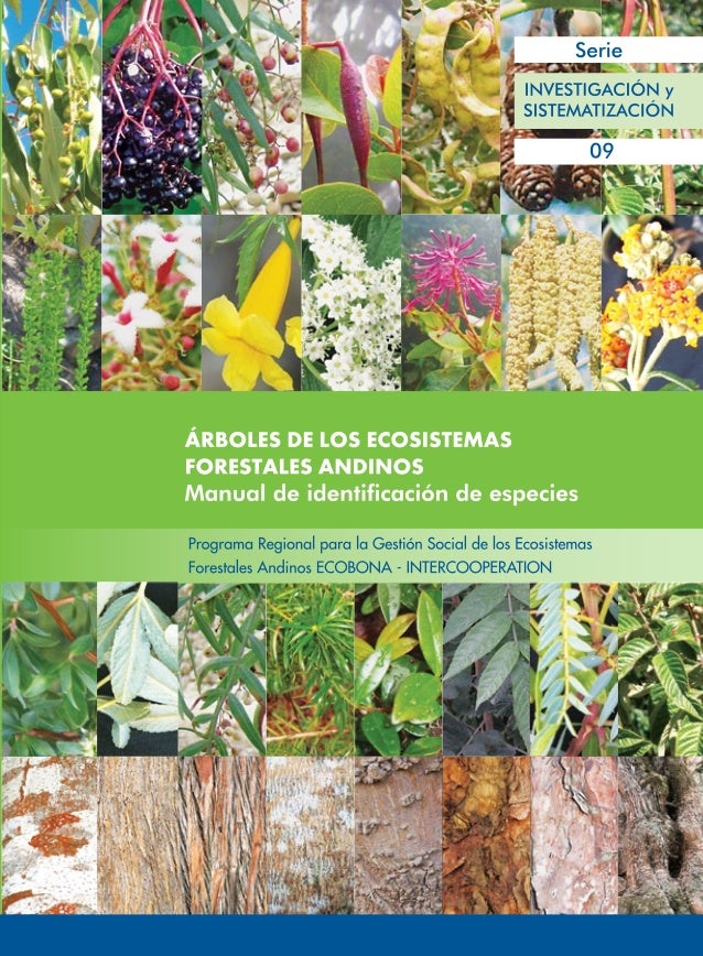 Arboles Forestales Andinos Del Peru