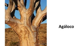 Agáloco
Profesora Lilia Ayala
 