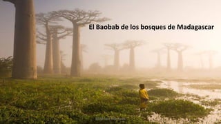 El Baobab de los bosques de Madagascar
Profesora Lilia Ayala
 