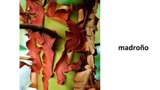 madroño
Profesora Lilia Ayala
 