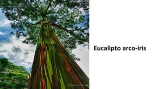 Eucalipto arco-iris
Profesora Lilia Ayala
 