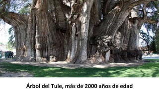 Árbol del Tule, más de 2000 años de edadProfesora Lilia Ayala
 