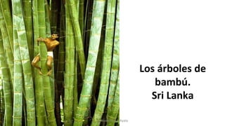 Los árboles de
bambú.
Sri Lanka
Profesora Lilia Ayala
 