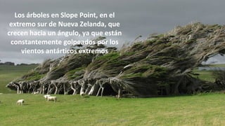 Los árboles en Slope Point, en el
extremo sur de Nueva Zelanda, que
crecen hacia un ángulo, ya que están
constantemente golpeados por los
vientos antárticos extremos
Profesora Lilia Ayala
 