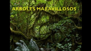 Profesora Lilia Ayala
 