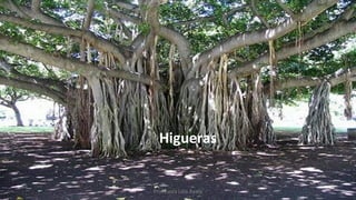 Higueras
Profesora Lilia Ayala
 