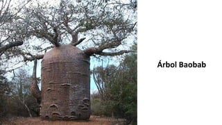 Árbol Baobab
Profesora Lilia Ayala
 