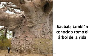 Baobab, también
conocido como el
árbol de la vida
Profesora Lilia Ayala
 