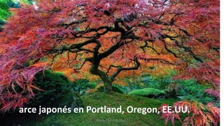 arce japonés en Portland, Oregon, EE.UU.
Profesora Lilia Ayala
 