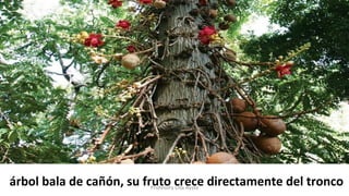 árbol bala de cañón, su fruto crece directamente del troncoProfesora Lilia Ayala
 