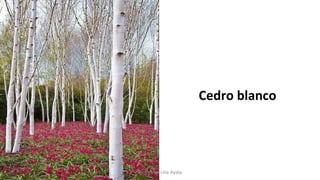 Cedro blanco
Profesora Lilia Ayala
 