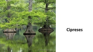 Cipreses
Profesora Lilia Ayala
 