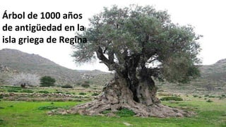 Árbol de 1000 años
de antigüedad en la
isla griega de Regina
Profesora Lilia Ayala
 