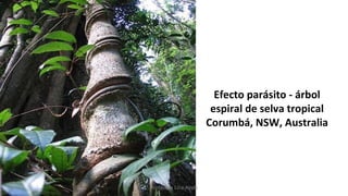 Efecto parásito - árbol
espiral de selva tropical
Corumbá, NSW, Australia
Profesora Lilia Ayala
 