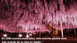 En 1990 metros cuadrados, este enorme glicina es el
más grande de su tipo en Japón.Profesora Lilia Ayala
 
