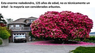 Esta enorme rododendro, 125 años de edad, no es técnicamente un
árbol - la mayoría son considerados arbustos.
Profesora Lilia Ayala
 