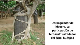 Estrangulador de
higuera. La
participación de
tentáculos alrededor
del árbol huésped
Profesora Lilia Ayala
 