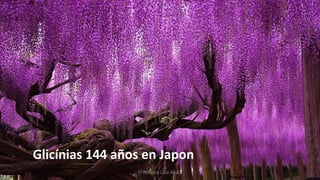 Glicínias 144 años en Japon
Profesora Lilia Ayala
 