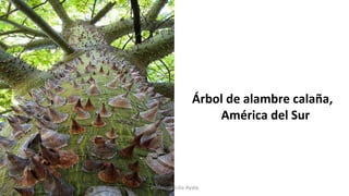 Árbol de alambre calaña,
América del Sur
Profesora Lilia Ayala
 