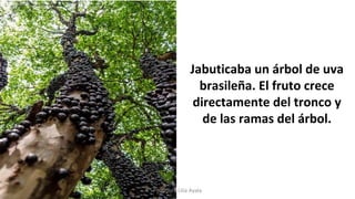 Jabuticaba un árbol de uva
brasileña. El fruto crece
directamente del tronco y
de las ramas del árbol.
Profesora Lilia Ayala
 