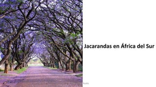 Jacarandas en África del Sur
Profesora Lilia Ayala
 