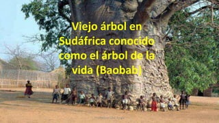 Viejo árbol en
Sudáfrica conocido
como el árbol de la
vida (Baobab)
Profesora Lilia Ayala
 