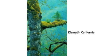 Klamath, California
Profesora Lilia Ayala
 