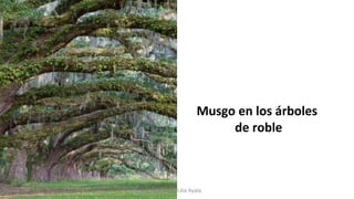 Musgo en los árboles
de roble
Profesora Lilia Ayala
 