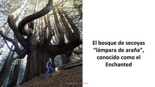 El bosque de secoyas
“lámpara de araña”,
conocido como el
Enchanted
Profesora Lilia Ayala
 