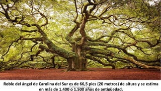 Roble del ángel de Carolina del Sur es de 66,5 pies (20 metros) de altura y se estima
en más de 1.400 o 1.500 años de antigüedad.
Profesora Lilia Ayala
 