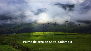 Palma de cera en Salto, Colombia
Profesora Lilia Ayala
 