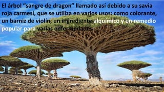 El árbol “sangre de dragon” llamado así debido a su savia
roja carmesí, que se utiliza en varios usos: como colorante,
un barniz de violín, un ingrediente alquímico y un remedio
popular para varias enfermedades
Profesora Lilia Ayala
 