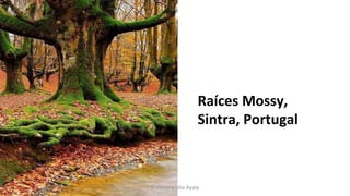 Raíces Mossy,
Sintra, Portugal
Profesora Lilia Ayala
 