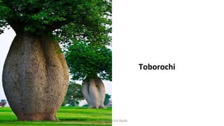 Toborochi
Profesora Lilia Ayala
 