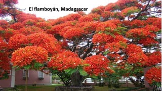 El flamboyán, Madagascar
Profesora Lilia Ayala
 