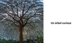 Un árbol curioso
Profesora Lilia Ayala
 