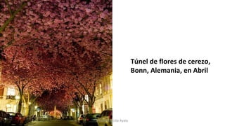 Túnel de flores de cerezo,
Bonn, Alemania, en Abril
Profesora Lilia Ayala
 