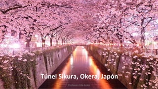 Túnel Sikura, Okera, Japón
Profesora Lilia Ayala
 