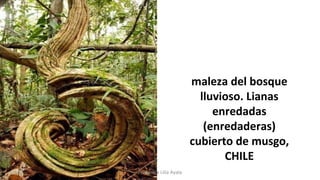 maleza del bosque
lluvioso. Lianas
enredadas
(enredaderas)
cubierto de musgo,
CHILE
Profesora Lilia Ayala
 