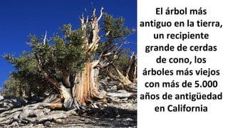 El árbol más
antiguo en la tierra,
un recipiente
grande de cerdas
de cono, los
árboles más viejos
con más de 5.000
años de antigüedad
en California
Profesora Lilia Ayala
 