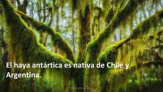 El haya antártica es nativa de Chile y
Argentina.
Profesora Lilia Ayala
 
