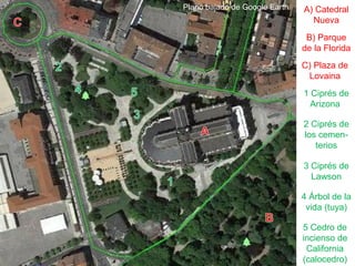 A) Catedral
Nueva
B) Parque
de la Florida
C) Plaza de
Lovaina
1 Ciprés de
Arizona
2 Ciprés de
los cemen-
terios
3 Ciprés de
Lawson
4 Árbol de la
vida (tuya)
5 Cedro de
incienso de
California
(calocedro)
Plano bajado de Google Earth
 