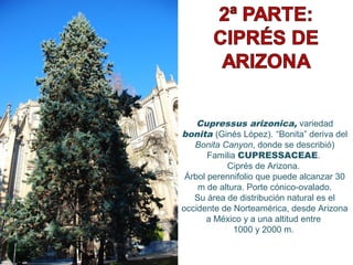 Cupressus arizonica, variedad
bonita (Ginés López). “Bonita” deriva del
Bonita Canyon, donde se describió)
Familia CUPRESSACEAE.
Ciprés de Arizona.
Árbol perennifolio que puede alcanzar 30
m de altura. Porte cónico-ovalado.
Su área de distribución natural es el
occidente de Norteamérica, desde Arizona
a México y a una altitud entre
1000 y 2000 m.
 