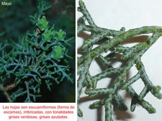Las hojas son escuamiformes (forma de
escamas), imbricadas, con tonalidades
grises verdosas, grises azuladas.
Mayo
 