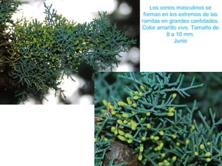 Los conos masculinos se
forman en los extremos de las
ramitas en grandes cantidades.
Color amarillo vivo. Tamaño de
8 a 10 mm.
Junio
 