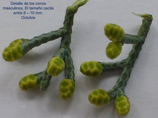 Detalle de los conos
masculinos. El tamaño oscila
entre 8 – 10 mm.
Octubre
 